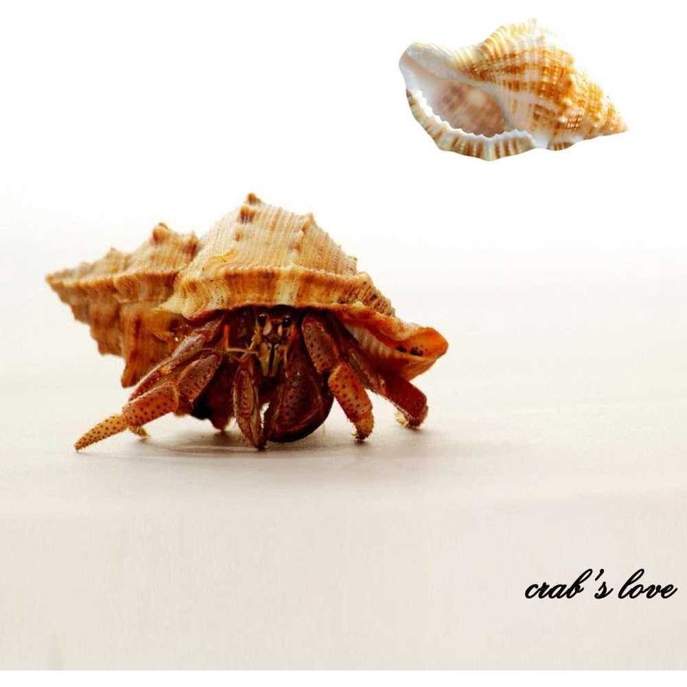 15 Pc Natural Hermit Crab Shells Small to Medium K618