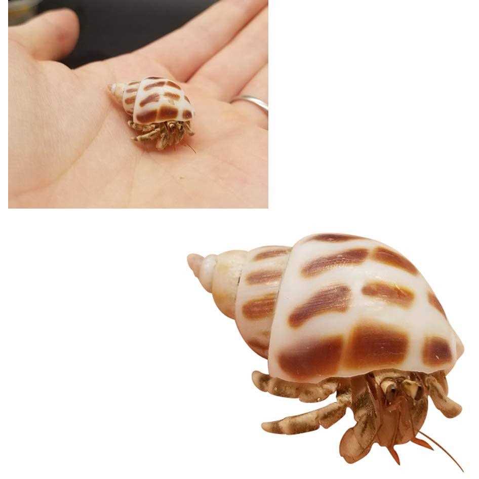 15 Pc Natural Hermit Crab Shells Small to Medium K618