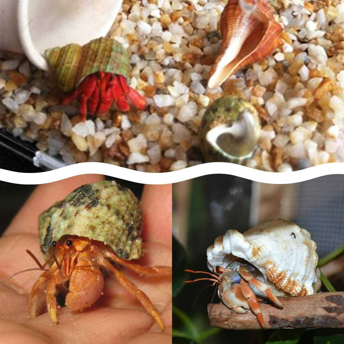 15 Pc Natural Hermit Crab Shells Small to Medium K618