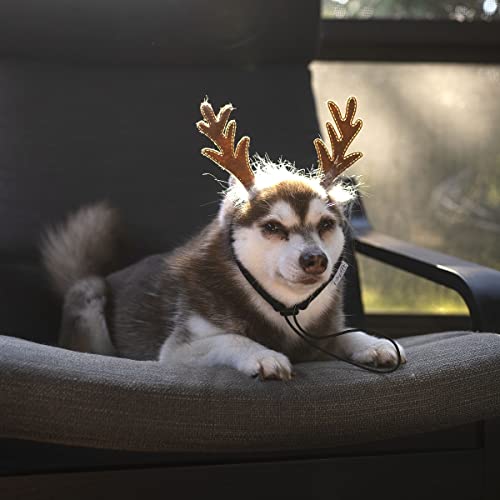 Dog Headband F130
