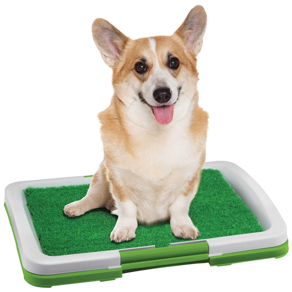 Dog Potty Patch Q6301