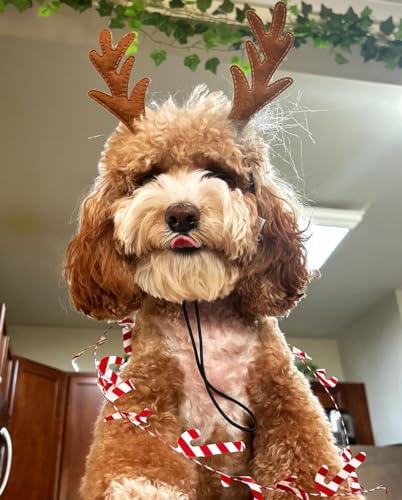 Dog Headband F130