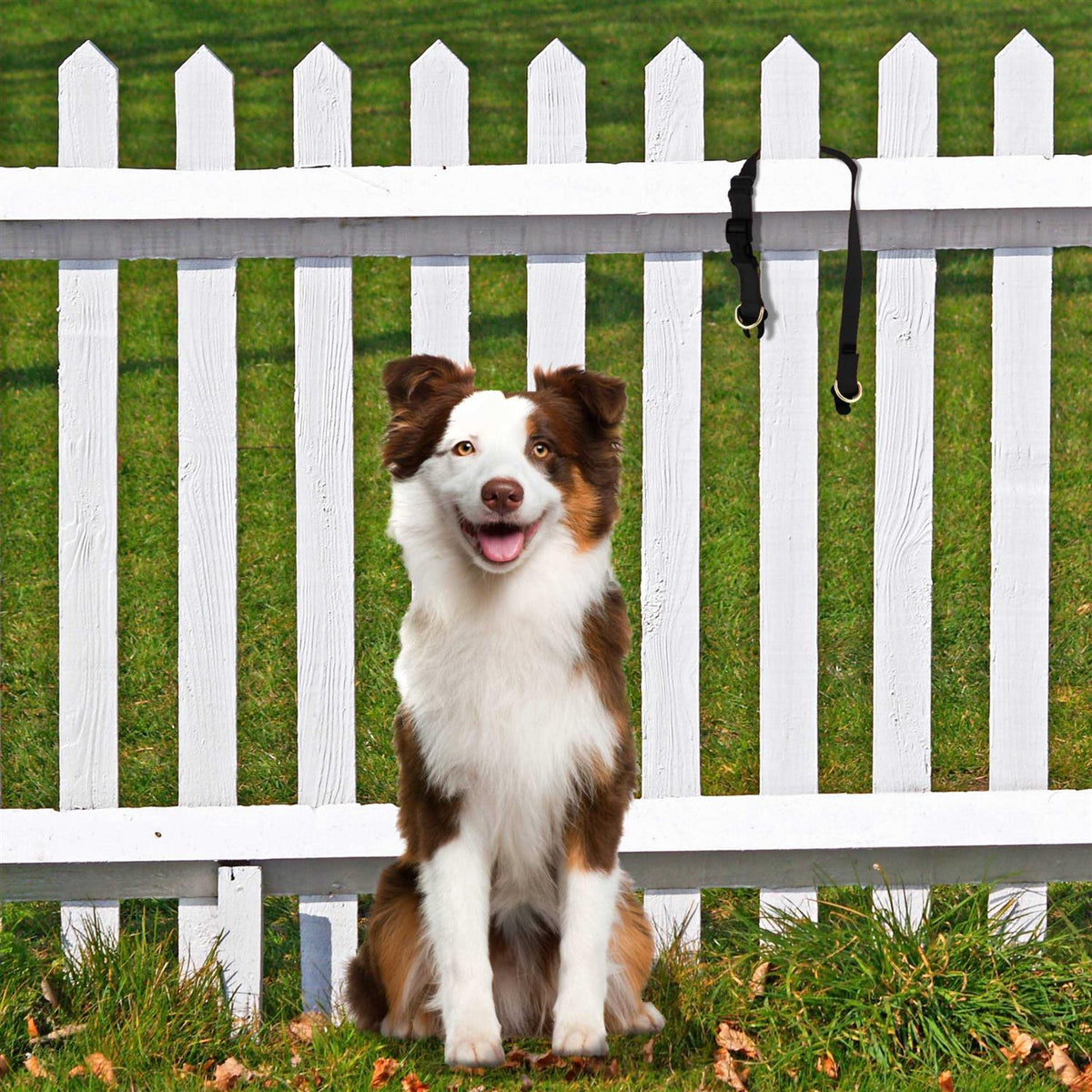 Break-Away Dog Collar R3746