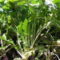 Turnip Seed 5 Lbs T158272