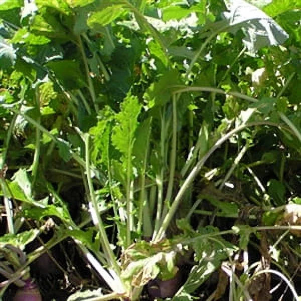 Turnip Seed 5 Lbs T158272