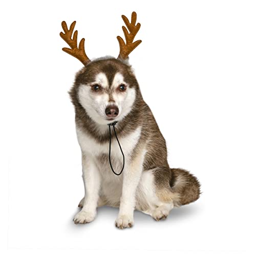 Dog Headband F130