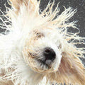 Natural Dog Gentle Cleanser T911609