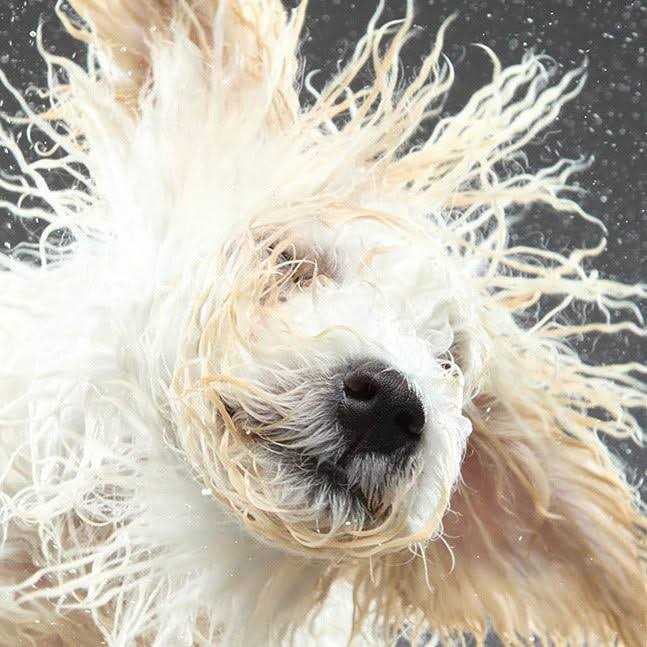 Natural Dog Gentle Cleanser T911609
