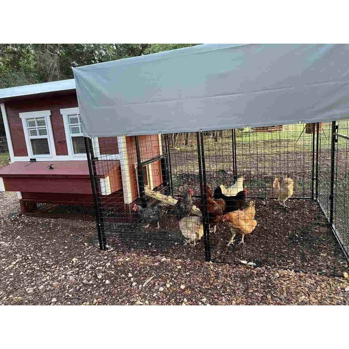 8 ft. Chicken Run Z907768