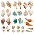 15 Pc Natural Hermit Crab Shells Small to Medium K618