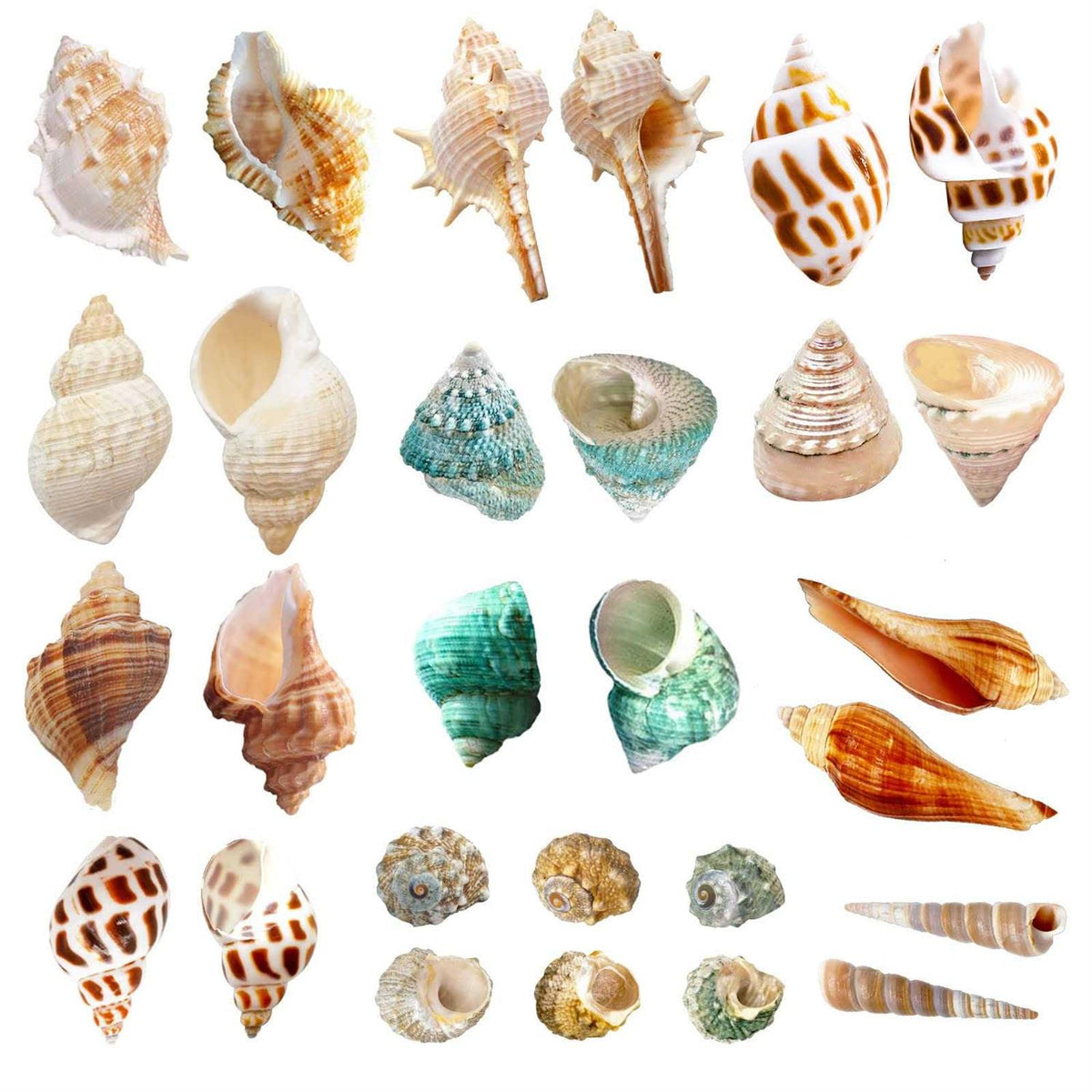 15 Pc Natural Hermit Crab Shells Small to Medium K618