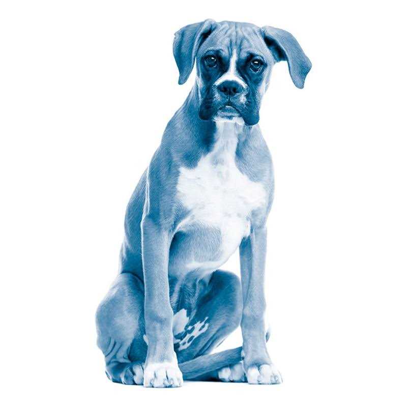 Ocular Repair Gel for Dogs & Cats K7548