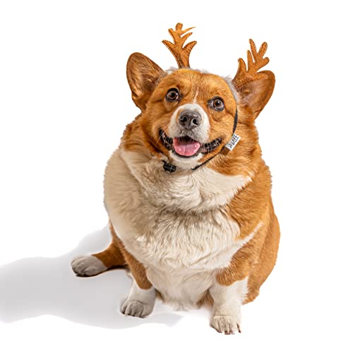 Dog Headband F130