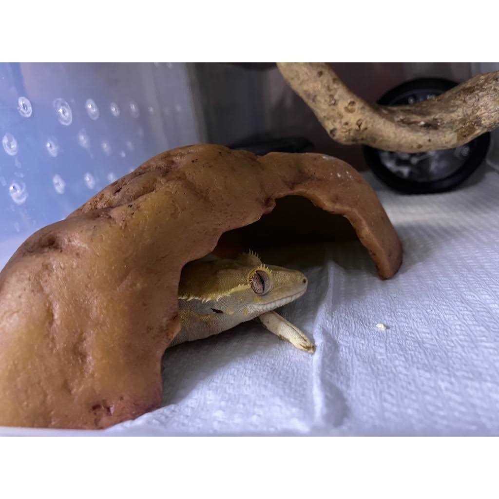 Crested Gecko Food Tropical Fruit M65472