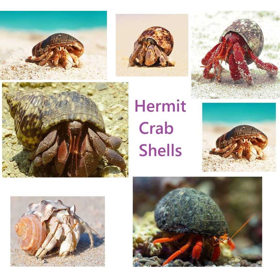 15 Pc Natural Hermit Crab Shells Small to Medium K618