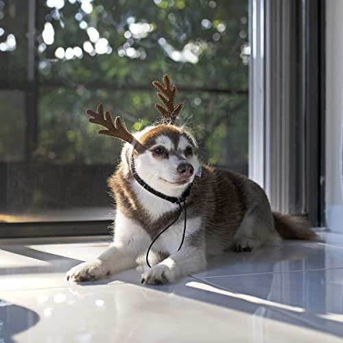 Dog Headband F130